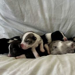 Australian Shepherd Puppies from William Vey