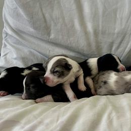 Australian Shepherd Puppies from William Vey