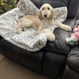 Boy 3 - male Afghan Hound puppy in Carlisle, Pennsylvania from Winterberry Afghan Hounds