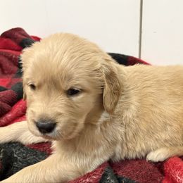 Clarice - Light golden female Golden Retriever puppy in Seville, Ohio from Retriever Ranch