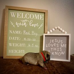 Boy 2 - Fawn Pug puppy in Live Oak, Florida from Heartstring Pugs