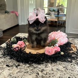 Lexie - Black and tan female Pomeranian puppy in Lyons, Georgia from Its a Poms Life Kennel