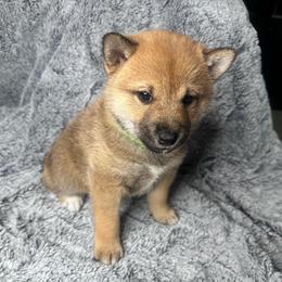 Isaac - lime green collar - Red male Shiba Inu puppy in Inverness, Florida from Shore Thing Shiba’s