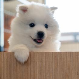 American Eskimo Dog Puppies from SkyFlyer Eskies
