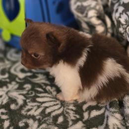 Marigold - Chocolate parti female Pomeranian puppy in Gun Barrel City, Texas from Petite Poms