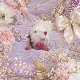 Splash White and Black Girl - Black and white female Boston Terrier puppy in San Antonio, Texas from JT Bostons