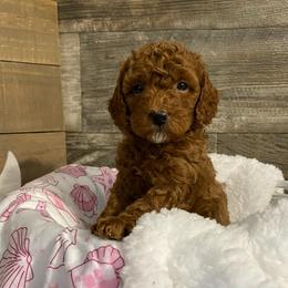 Bella - Red  female Poodle puppy in Osseo, Michigan from Paws in the Country