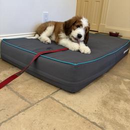 Saint Berdoodle Puppies from Country Manor Saint Berdoodles