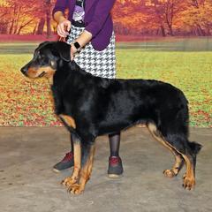 Tsaiga - Beauceron