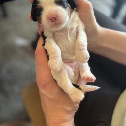 Cavalier King Charles Spaniel Puppies from Cumberland Cavaliers