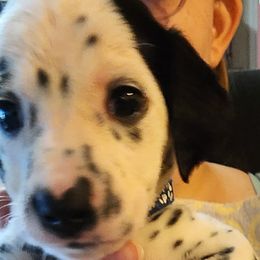 Blue Boy - White and black Dalmatian puppy in Old Fort, North Carolina from Smith's Dalmatians