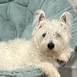 West Highland White Terriers from Red Rock Farms