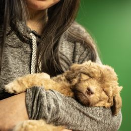 Aussiedoodle Puppies from Dinah Doodles and Aussies