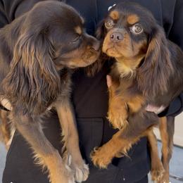 STUD SERVICES ONLY (chocolate cavalier King Charles) - Chocolate male Cavalier King Charles Spaniel puppy in Tucson, Arizona from Cavapoo Puppy Parade