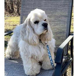 Jude - Cocker Spaniel