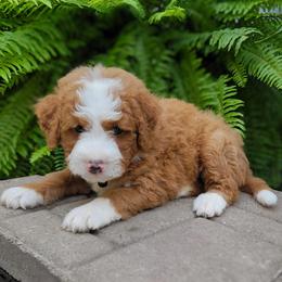 Bernedoodle Puppies from Beartown Doodles