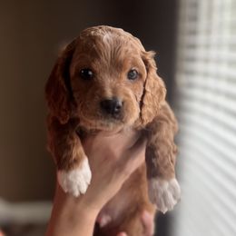 Cavapoo Puppies from Puppylove for Doodles