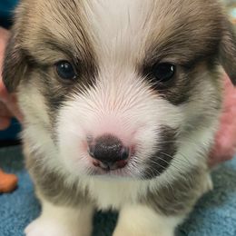 Pembroke Welsh Corgi Puppies from Silver Mae Kennel