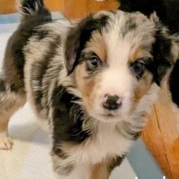 Australian Shepherd puppies from Hope & Joy Acres