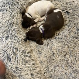 Girl- Violet - Liver and white female German Shorthaired Pointer puppy in Spencer, Massachusetts from Outback Kennels