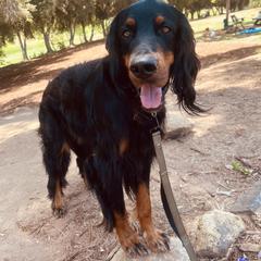 New - Gordon Setter