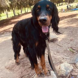 New - Gordon Setter