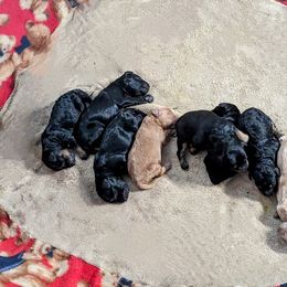 Aussiedoodle, Australian Shepherd, Bernedoodle, Cockapoo, and Poodle Puppies from Sis' Doodles & Poodles