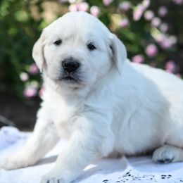 Knickerbocker Glory - Green Collar - Light golden male Golden Retriever puppy in Scio, Oregon from Webb's Wold Kennels