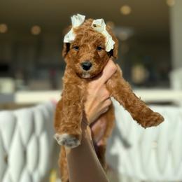 POPPY - Apricot male Goldendoodle puppy in Independence, Oregon from ANKENY DOODLES