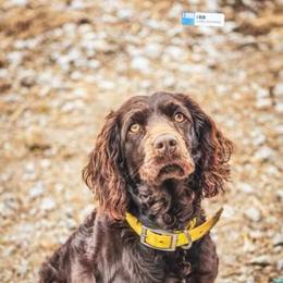 Boykin Spaniel, English Springer Spaniel, and Rat Terrier Puppies from 31 Pines Kennels
