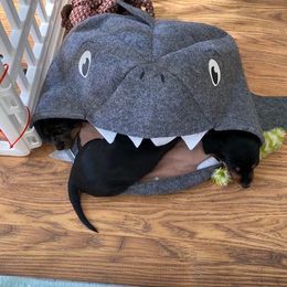Dachshund Puppies from Winnie’s Doxys