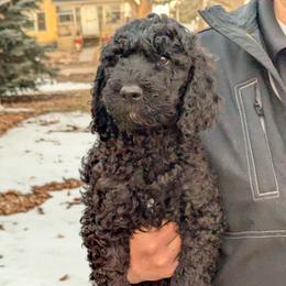 Stallone - Black male Goldendoodle puppy in Vinton, Iowa from Doodles to Love