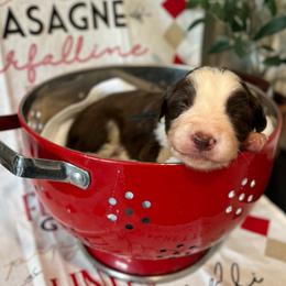 Macaroni - White and red male Bordoodle puppy in Valley Center, California from Circle R Valley Bordoodls