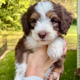 Juice - Tri-color male Bernedoodle puppy in Fayetteville, Arkansas from Huckleberry Bernedoodles