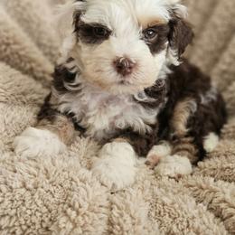 Panda - Tri-color male Bernedoodle puppy in Milton, Florida from Sutton Place Doodles