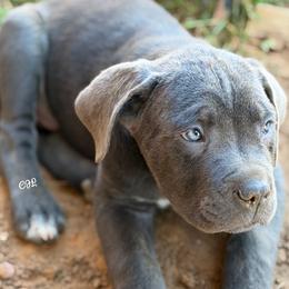 Cane Corso puppies from Kero corsos