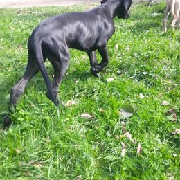 Great Dane Puppies from De Leon Danes