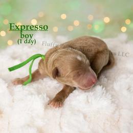 Espresso  GREEN COLLAR  Boy 3500 - Red  male Goldendoodle puppy in Corona, California from Fluffy Puppy Mini Doodles LLC
