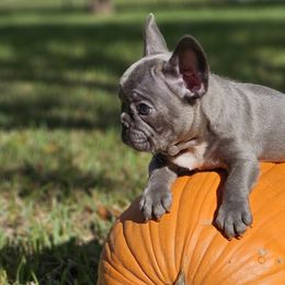 French Bulldog Puppies from Charles Frenchies