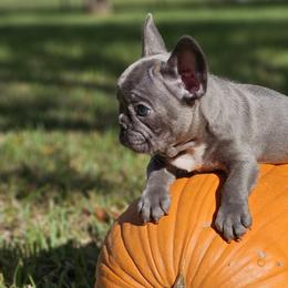 French Bulldog Puppies from Charles Frenchies