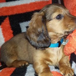 Dachshunds from Lone Star Dachshunds