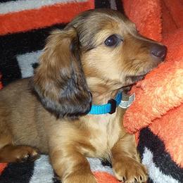 Dachshunds from Lone Star Dachshunds