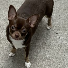 Todd - Chihuahua