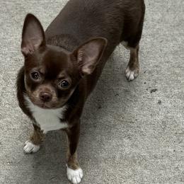 Todd - Chihuahua