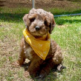 Aussiedoodle Puppies from Aussie Doodles Arizona