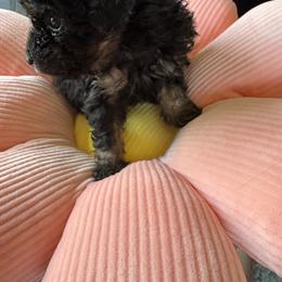 Girl 1 - Phantom female Poodle puppy in Canterbury, Connecticut from Diamonds in the Sky