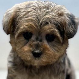 Darcy - Merle female Yorkipoo puppy in Lebanon, Kentucky from Mosaic Merle Doodles