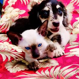 Dachshund Puppies from Meldox