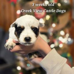 Girl 1 - Blue mottled female Australian Cattle Dog puppy in Monroe, North Carolina from Creek View Cattle Dogs