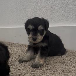 Boy 1 - Black and silver male Miniature Schnauzer puppy in Seagoville, Texas from JC miniature schnauzers
